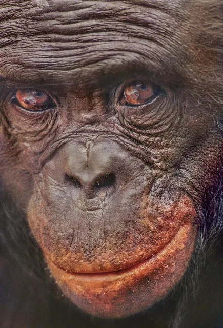 Kanzi, najbardziej elokwentny szympans bonobo na świecie. Des Moines, USA, 2014 r. / FRANS LANTING / EAST NEWS