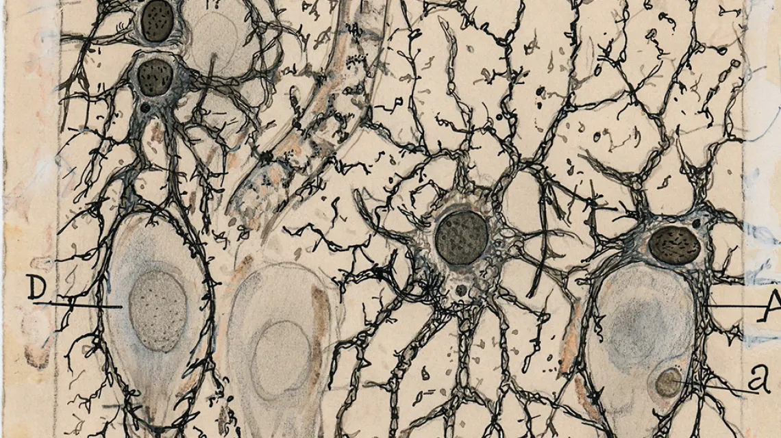 Drobiazgowy rysunek Cajala przedstawiający budowę komórek hipokampa mózgu człowieka trzy godziny po jego śmierci / MUSEO CAJAL W MADRYCIE