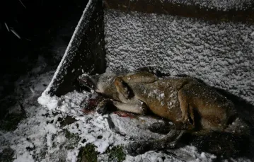 Zabity wilk. 19 listopada 2023, obrzeża Magurskiego Parku Narodowego / fot. Zenon Wojtas