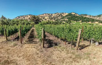 Winnice w Napa Valley, Kalifornia / BARRY ROSS / PIXABAY.COM