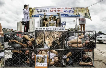 Początki kampanii przeciw „psiemu przemysłowi”, Seul, lipiec 2010 r. Transparent głosi „Psy odczuwają ból jak ludzie”.  18 lipca to tradycyjny dzień spożywania psów – mają m.in. pomagać znosić upały. / LEE JIN-MAN  / AP PHOTO / EAST NEWS