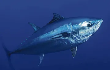 Tuńczyk błękitnopłetwy jest tak drogi, że rybacy nie mogą powstrzymać się przed jego odławianiem. / Fot. OCEAN2012 / WILD WONDERS