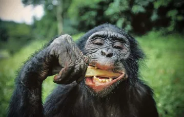 Szympans bonobo / Fot. Cyril Ruoso / CORBIS