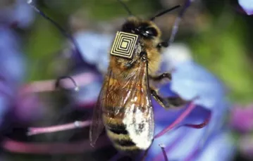 Sensor o powierzchni 2,5 mm<sup>2</sup> na jednej spośród 5 tys. pszczół miodnych z Hobart na Tasmanii. Jest tak lekki, że pszczoła go nie czuje, a pozwala zdalnie identyfikować pojedyncze osobniki. / Fot. www.geek.com / SCIENCE