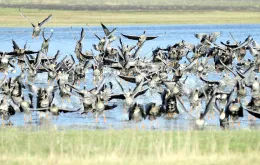 Biebrzański Park Narodowy. Migracje tysięcy dzikich gęsi. / PIOTR KAMIONKA / REPORTER / EAST NEWS