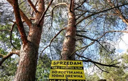 Tablica w lesie w Puszczy Noteckiej. Wrzesień 2023 r. Fot. Piotr Skornicki / Agencja Wyborcza.pl