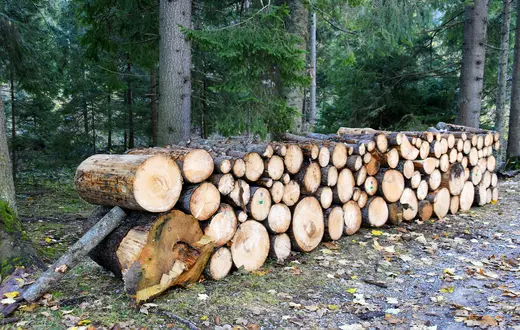 Wycinka w Dolinie Chochołowskiej. Tatry, 30 października 2023 r. / fot. Albin Marciniak / EAST NEWS