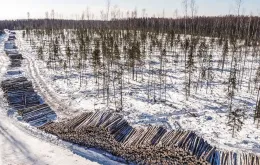 Drewno przygotowane do transportu niedaleko miejscowości Sokol, obwód wołogodzki, Rosja, marzec 2021 r. // Fot. Andrey Rudakov / Bloomberg / Getty Images