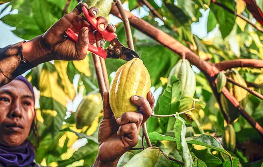 Ręczny zbiór owoców kakaowca w Ameryce Południowej. 3 kwietnia 2023 r. // Fot. Narong Khueankaew / Shutterstock