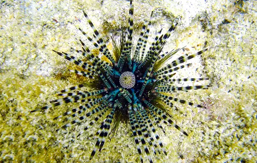 Echinothrix calamaris / Domena publiczna / Wikipedia