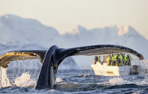 Płetwa ogonowa humbaka sfotografowana na morzu norweskim w okolicy Troms. // Fot. Espen Bergersen / B&EW