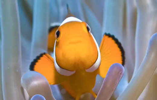 Amphiprion ocellaris // Fot. J.W.Alker / B&EW