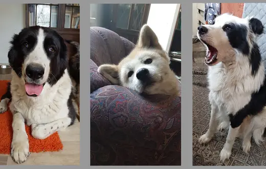 Od lewej: Irena, Akiki i Max // Fot. Ewa Zgrabczyńska