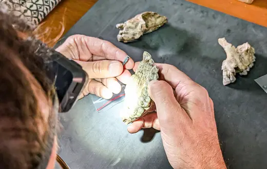 Lucas Deleze, współautor odkrycia, porównuje jeden ze znalezionych zębów z fragmentem szczęki australopiteka znalezionym na innym stanowisku w Etiopii. // Fot. AMY RECTOR / MATERIAŁY PRASOWE ARISONA STATE UNIVERSITY