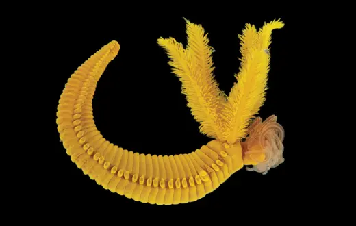 Paralvinella hessleri // Wang H, et al./PLOS Biology / CC-BY 4.0