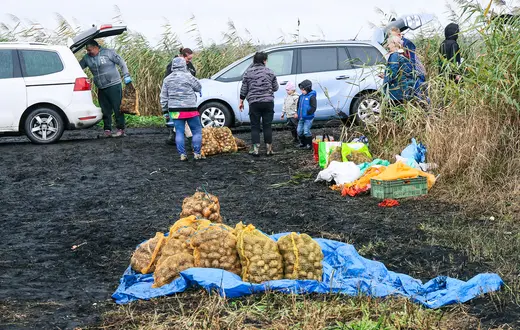 Samozbiory cebuli i marchwi w gospodarstwie Moniki Olszak w Kruszynie Krajeńskim w gminie Białe Błota. 11 września 2025 r. // Fot. Wojciech Olkuśnik / East News