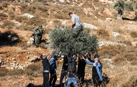 Izraelscy żołnierze interweniują podczas zbiorów oliwek przez palestyńskich rolników i pomagających im aktywistów. Wioska Barka, Ramallach, Zachodni Brzeg, 20 października 2024 r. // Fot. Issam Rimawi / Anadolu / Abaca / East News