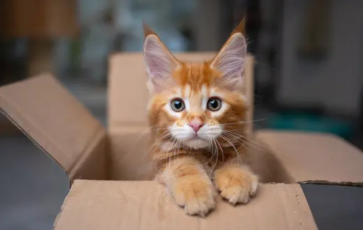 // furryfritz / Adobe Stock