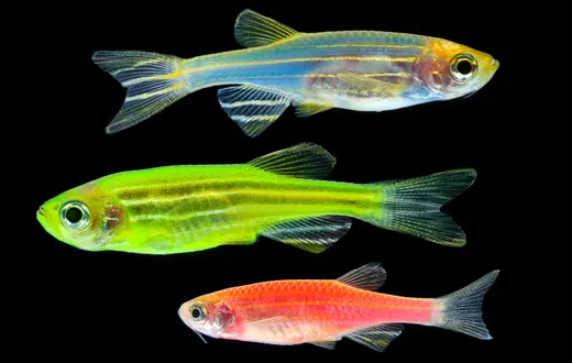 Zebrafish // Fot. Zhane Luk -/ Adobe Stock