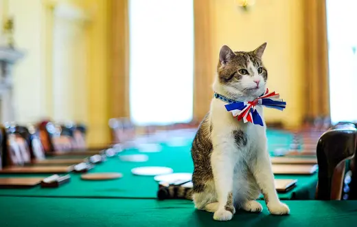 Larry, Główny Myszołap, na posterunku na Downing Street, w sali posiedzeń rządu. // Fot. Ben Stansall / PA / East News