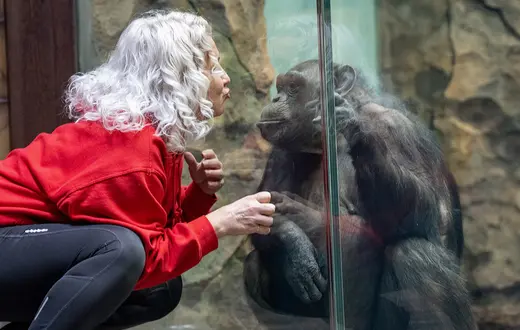 Szympans Dżeta w Charkowskim ogrodzie zoologicznym, z opiekunką Wiktoria, biolożką po kijowskim uniwersytecie. Ukraina, 2 marca 2026 r. // Fot. Marek Bednarz 