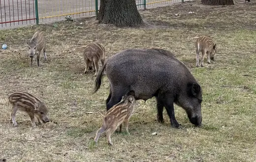 Dziki w parku na warszawskich Bielanach. Warszawa, 2 lipca 2025 r. // Fot. Artur Zawadzki / Reporter
