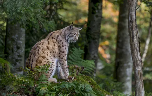 Kadr z filmu "Szepty Lasu", ryś w Babiogórskim Parku Narodowym. // Fot. Krzysztof Sarapata, Tomasz Kotaś / materiały prasowe 