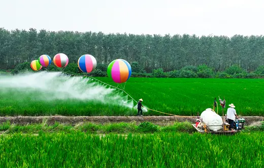 Balony wodorowe do opryskiwania pestycydami pól ryżowych w Suqian w prowincji Jiangsu w Chinach, 21 sierpnia 2024 r. // Fot. CFOTO / Future Publishing / Getty Images