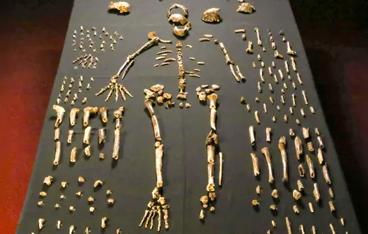 Homo naledi // Emőke Dénes / CC BY-SA 4.0