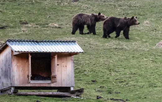 Niedżwiedzie w Kuźnicach, w pobliżu drogi do stacji kolejki na Kasprowy Wierch, 12 kwietnia 2025 r. // Fot. Grzegorz Momot / PAP