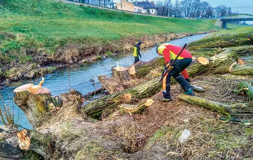 Wycinka starych wierzb nad Rudawą w Krakowie, 8 grudnia 2020 r. / / CECYLIA MALIK