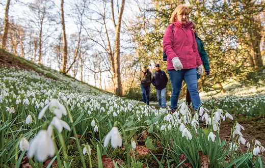 Przebiśniegi w Walsingham Abbey, hrabstwo Norfolk, Anglia, luty 2020 r. / JOE GIDDENS / PA / EAST NEWS