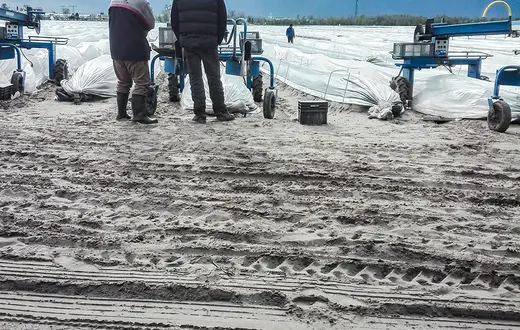 Pracownicy sezonowi na polu szparagów w Brandenburgii. Niemcy, maj 2021 r. / ŁUKASZ GRAJEWSKI