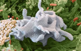 Ameba Korotnevella, zaliczana do pierwotniaków (protistów), pod mikroskopem elektronowym. / EYE OF SCIENCE / EAST NEWS