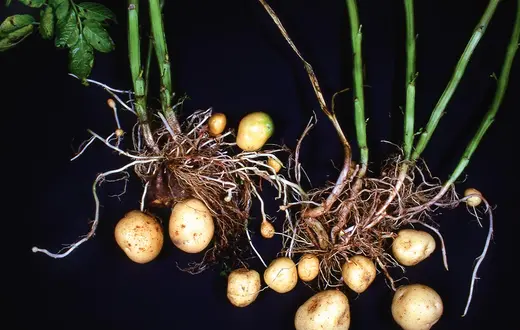  / DR KEITH WHEELER / SCIENCE PHOTO LIBRARY / EAST NEWS