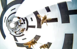 Pokonaną w locie odległość pszczoły oceniają m.in. na podstawie obserwowanych elementów środowiska. Umieszczając je w tunelach z gęstszymi wzorami można sprawić, by wydawało im się, że przemierzyły dłuższy dystans (i odpowiednio komunikowały to tańce / ERIC TOURNERET / BIOSPHOTO / EAST NEWS