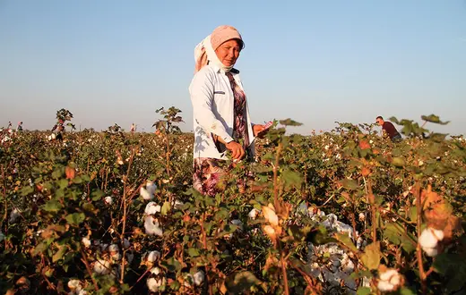 Zbiory bawełny w miasteczku Buka w regionie taszkienckim. Uzbekistan, 2019 r. / AGNIESZKA PIKULICKA-WILCZEWSKA