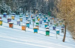 Zimą u pszczół miodnych królowa  przestaje składać jaja. Opiekują się nią wtedy robotnice, które przyszły na świat jesienią, żyjące znacznie dłużej  niż ich siostry urodzone w lecie. / ADOBE STOCK