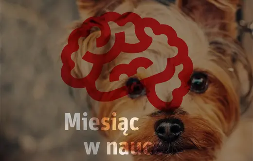 Zdjęcie w tle: Viktor Hanacek / picjumbo.com