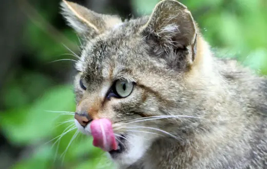 Choć blisko spokrewniony i bardzo podobny, żbik europejski nie jest przodkiem dzisiejszych kotów domowych. Na zdjęciu żbik – rezydent parku narodowego Thayatal, Dolna Austria, 2017 r. / fot. Michał Kuźmiński