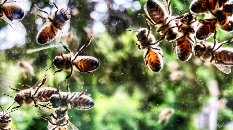 Pszczoły. / Fot. Easaint / Stockimo / Alamy / Be&W