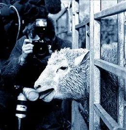 Pierwszy sklonowany ssak - owca Dolly  /fot. KNA-Bild / 