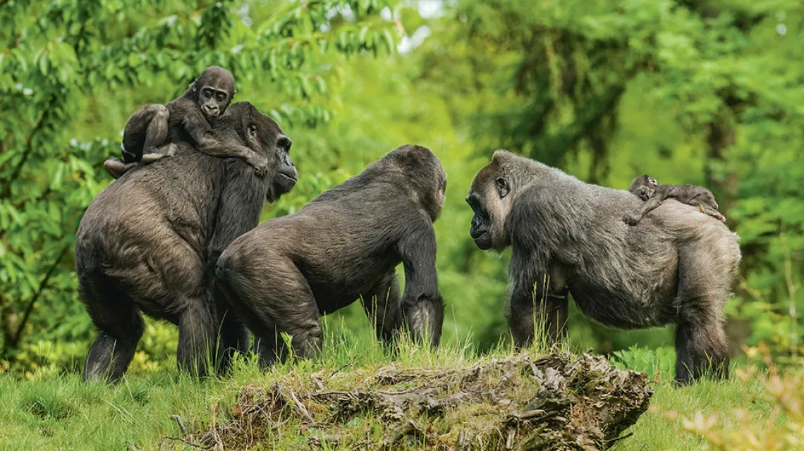 Stado goryli nizinnych (Gorilla gorilla gorilla). Na wolności żyje ok. 300 tys. osobników  tego podgatunku. / TERRY WHITTAKER / FLPA / BE&W