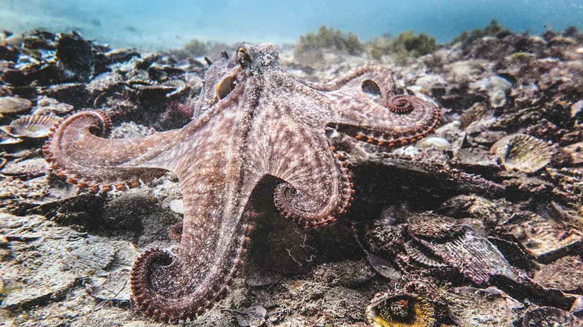 Octlantis, kolonia ośmiornic w zatoce Jervis u południowo-wschodnich wybrzeży Australii. / PETER GODFREY-SMITH
