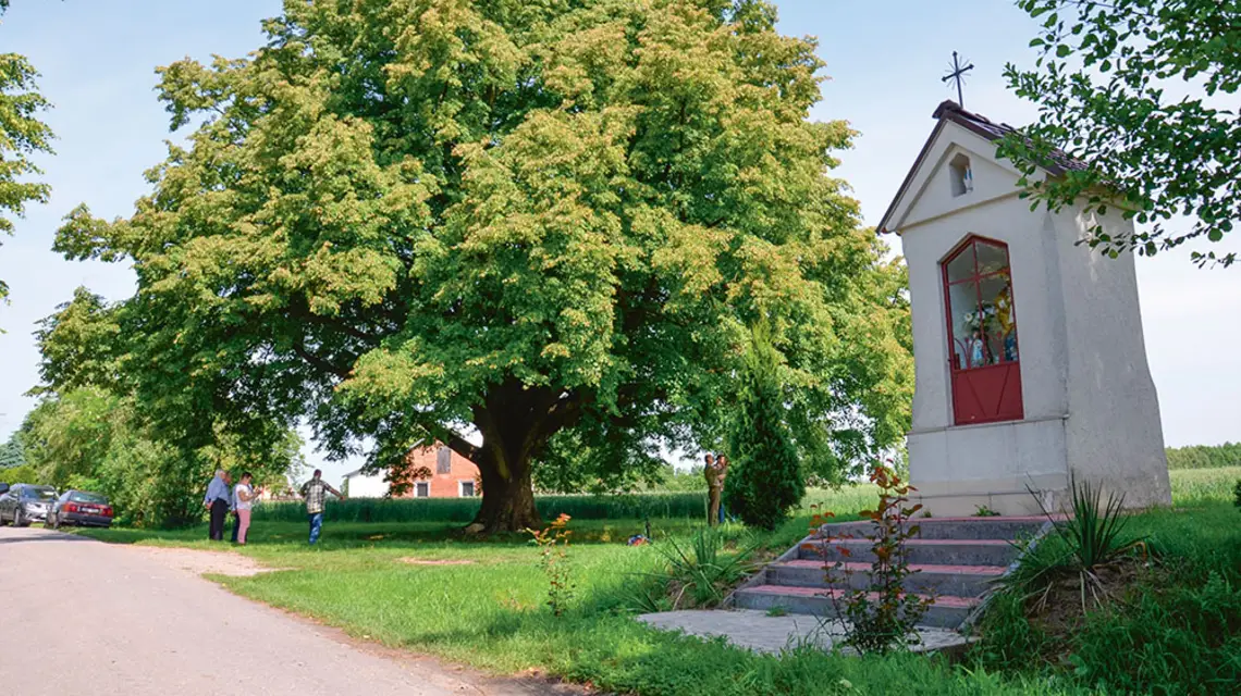  / ARKADIUSZ ŁYSOŃ / MATERIAŁY PRASOWE