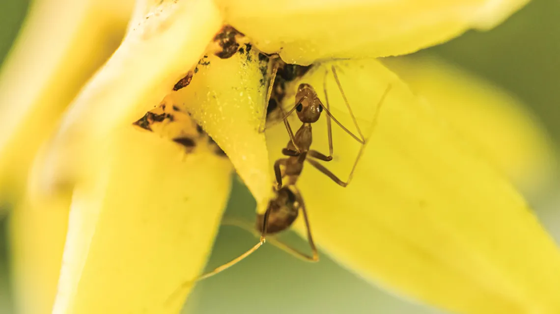 Mrówki Anoplolepis gracilipes / CLAUDIO CONTRERAS / BE&W
