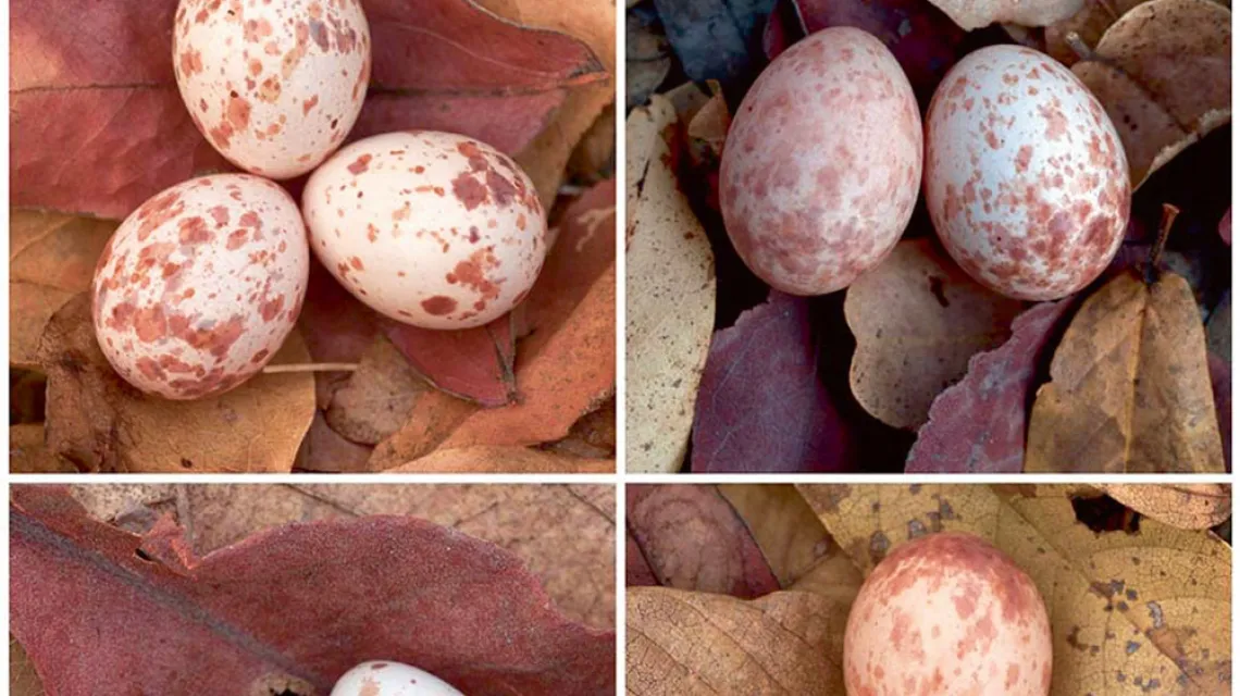 W każdym zestawie jajo po prawej pochodzi od kukułki, pozostałe należą do dziwogonów. / UNIVERSITY OF CAMBRIDGE / 