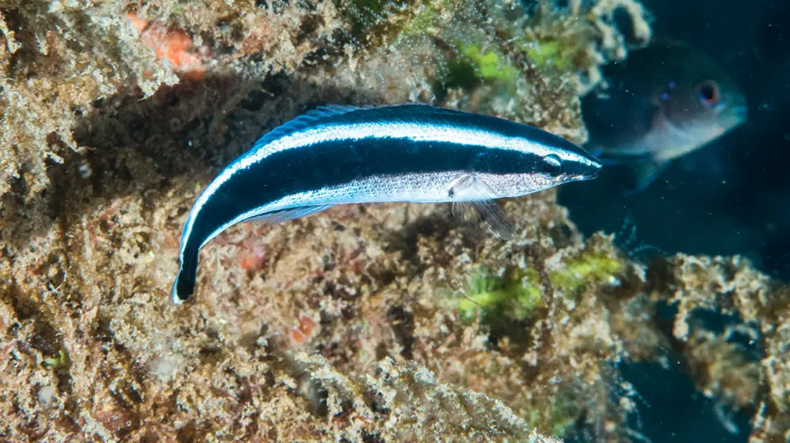  / DOMENA PUBLICZNA / WIKIMEDIA