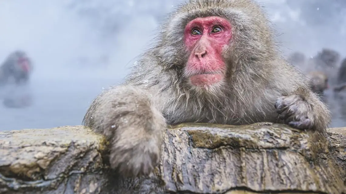 Makak z prefektury Nagano, Japonia / Fot. JTB PHOTO / GETTY IMAGES