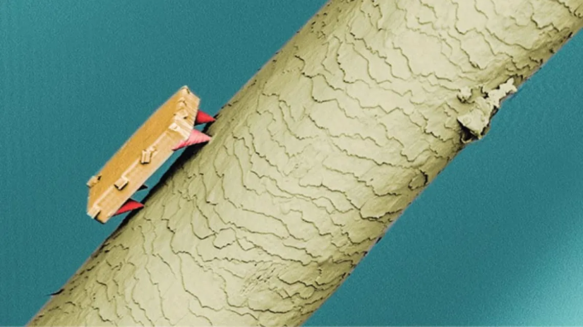 Polimerowy kroczący mikrorobot na powierzchni ludzkiego włosa. Stożkowe, sztywne nogi minimalizują powierzchnię styku z podłożem, pozostała część ciała to mięsień, który może się kurczyć i rozszerzać pod wpływem pochłoniętego światła. / Fotografia z mikroskopu elektronowego: Hao Zeng / LENS